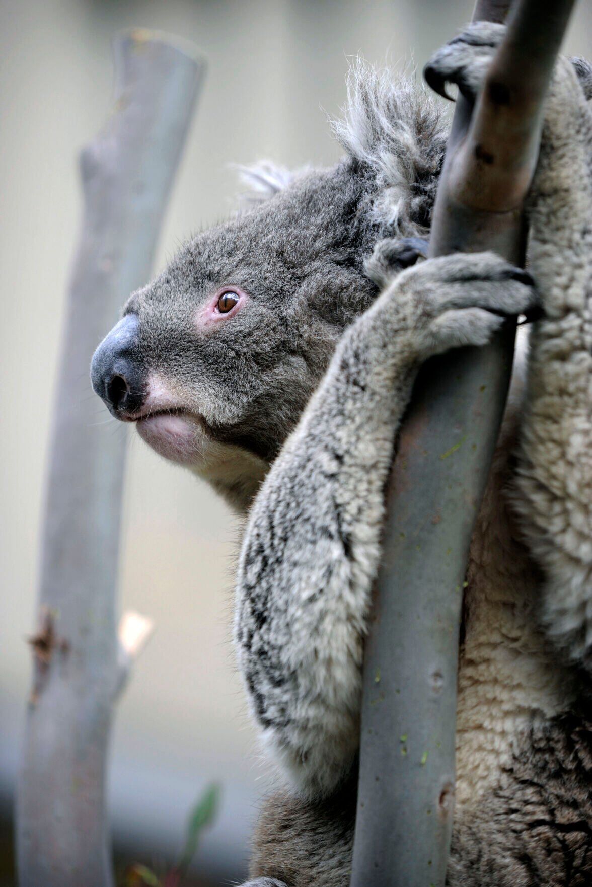 Australia National Threatened Species Day